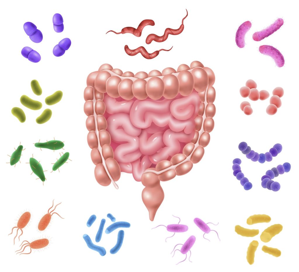 microbiota intestinale