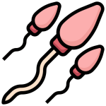 spermatozoi